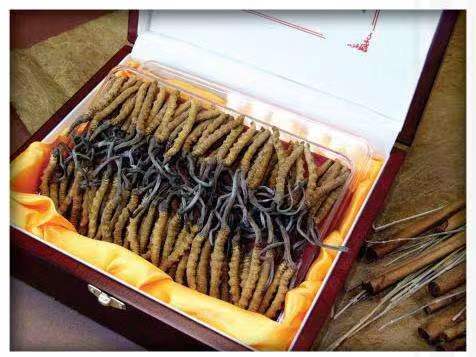 丽江冬虫夏草回收